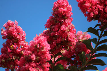 35 Dark PINK CREPE MYRTLE Lagerstroemia Indica Flowering Shrub Bush Small Tree Seeds
